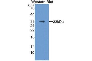 Western Blotting (WB) image for anti-Secreted Protein, Acidic, Cysteine-Rich (Osteonectin) (SPARC) (AA 18-273) antibody (ABIN1980482) (SPARC anticorps  (AA 18-273))