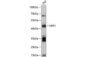 Western blot analysis of extracts of Raji cells, using VIPR1 antibody (ABIN7271299) at 1:1000 dilution. (VIPR1 anticorps  (AA 31-150))