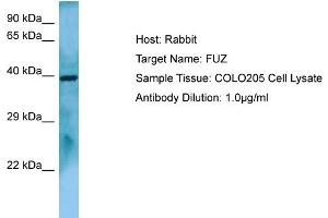 Host: RabbitTarget Name: FUZAntibody Dilution: 1.