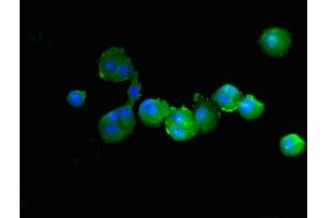 anti-Protein-tyrosine Phosphatase 1C (PTPN6) (AA 1-597), (Isoform 2) antibody