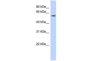 PGBD3 antibody used at 1 ug/ml to detect target protein. (PGBD3 anticorps  (N-Term))