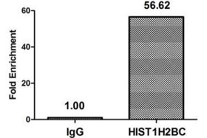 Chromatin Immunoprecipitation Hela (4*10 6 ) were treated with Micrococcal Nuclease, sonicated, and immunoprecipitated with 5 μg anti-HIST1H2BC (ABIN7139590) or a control normal rabbit IgG. (Histone H2B anticorps  (meLys12))