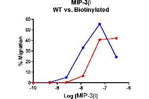 Cells expressing recombinant CCR7 were assayed for migration through a transwell filter at various concentrations of WT or Biotinylated MIP-3β. (CCL19 Protein (AA 22-98) (Biotin))
