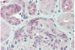 Anti-DUSP22 antibody  ABIN1048522 IHC staining of human kidney.