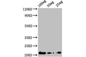 anti-AFP2 (AA 30-80) antibody