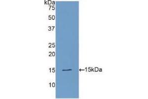 Western blot analysis of recombinant Human PLAA. (PLAA anticorps  (AA 20-143))
