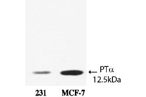 Western Blot analysis of ABIN109906 specificity. (Prothymosin alpha 1 (AA 75-109) anticorps)