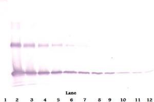 Western Blot reduced using Interleukin-33 antibody (IL-33 anticorps)