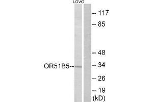 Western Blotting (WB) image for anti-Olfactory Receptor, Family 51, Subfamily B, Member 5 (OR51B5) (Internal Region) antibody (ABIN1853394) (OR51B5 anticorps  (Internal Region))