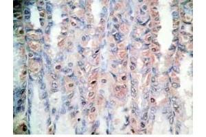 Rat stomach tissue was stained by Rabbit Anti-Orexin A (16-33) (H) Antibody (Orexin A anticorps  (amidated))