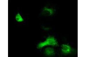 Anti-EXD1 mouse monoclonal antibody (ABIN2453983) immunofluorescent staining of COS7 cells transiently transfected by pCMV6-ENTRY EXD1 (RC206223). (EXD1 anticorps)