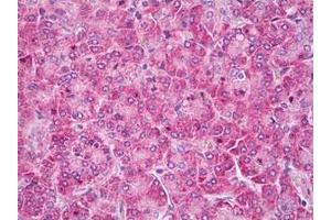 Pancreas stained in IHC-P with SCN1A antibody