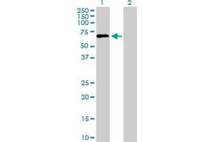 Western Blot analysis of LILRA2 expression in transfected 293T cell line by LILRA2 MaxPab polyclonal antibody. (LILRA2 anticorps  (AA 1-466))