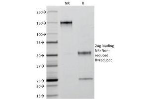 SDS-PAGE Analysis of Purified, BSA-Free Keratin 18 Antibody (clone C-04 or Ks18. (Cytokeratin 18 anticorps)