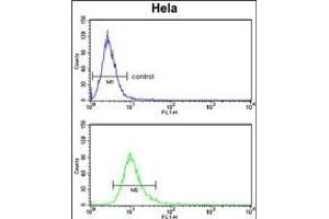 PCAT1 Antibody (C-term) (ABIN653258 and ABIN2842778) flow cytometry analysis of Hela cells (bottom histogram) compared to a negative control cell (top histogram). (PCAT1 anticorps  (C-Term))