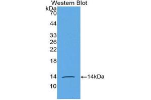 Western Blotting (WB) image for anti-Anti-Mullerian Hormone (AMH) (AA 453-560) antibody (ABIN3201364) (AMH anticorps  (AA 453-560))