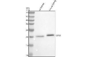 Western blot analysis of GPX3 using anti-GPX3 antibody (ABIN7602892).