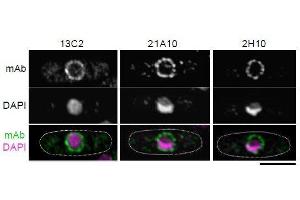 Immunofluorescence (IF) image for anti-Nucleoporin 98kDa (NUP98) (GLFG Motif), (N-Term) antibody (ABIN2452064) (NUP98 anticorps  (GLFG Motif, N-Term))