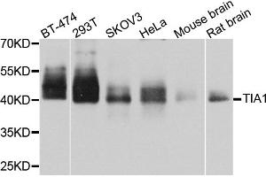 Western blot analysis of extracts of various cell lines, using TIA1 antibody (ABIN6293425) at 1:1000 dilution. (TIA1 anticorps)