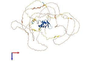 AlphaFold protein structure predicition of Mouse Recombinant Foxo1 Protein, UniprotID Q9R1E0