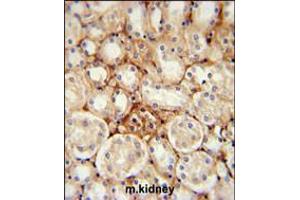 ATP5J2 Antibody immunohistochemistry analysis in formalin fixed and paraffin embedded mouse kidney tissue followed by peroxidase conjugation of the secondary antibody and DAB staining.