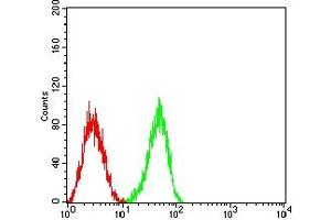 Flow cytometric analysis of HL-60 cells using CD148 mouse mAb (green) and negative control (red).