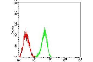 Flow cytometric analysis of HL-60 cells using CD148 mouse mAb (green) and negative control (red). (PTPRJ anticorps  (AA 36-210))