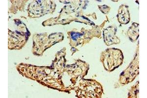 Immunohistochemistry of paraffin-embedded human placenta tissue using ABIN7150338 at dilution of 1:100 (MCM5 anticorps  (AA 1-230))