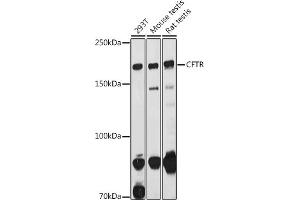Western blot analysis of extracts of various cell lines, using CFTR antibody (ABIN6129855, ABIN6138469, ABIN6138470 and ABIN6224429) at 1:1000 dilution. (CFTR anticorps  (AA 1161-1480))