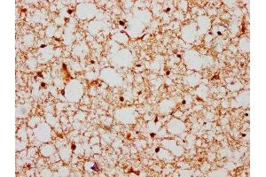 IHC image of ABIN7155411 diluted at 1:600 and staining in paraffin-embedded human brain tissue performed on a Leica BondTM system. (HIST1H2BN anticorps  (AA 2-126))