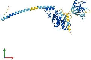 AlphaFold protein structure predicition of Mouse Recombinant Cyth2 Protein, UniprotID P63034