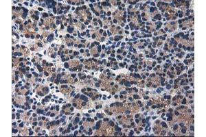 Image no. 13 for anti-ADP-Ribosylation Factor GTPase Activating Protein 1 (ARFGAP1) antibody (ABIN1496679) (ARFGAP1 anticorps)