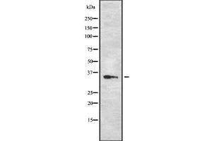Western blot analysis OR13C2/13C9 using RAW264. (OR13C2/13C9 anticorps)