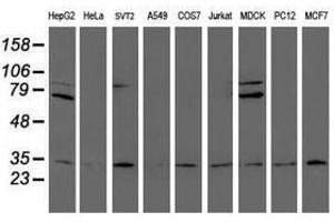 Image no. 2 for anti-Proteasome Subunit alpha 6 (PSMA6) antibody (ABIN1500463) (PSMA6 anticorps)