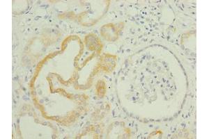 Immunohistochemistry of paraffin-embedded human kidney tissue using ABIN7173253 at dilution of 1:100 (TMEM61 anticorps  (AA 90-210))