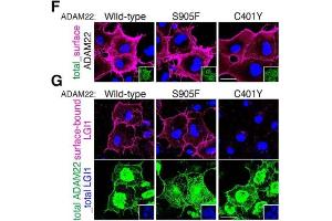 Cell-surface-expressed ADAM22 (F, magenta) and cell-surface-bound LGI1 (G, magenta) were live-labelled. (ADAM22 anticorps  (Cytosolic))