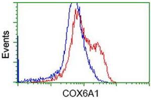 HEK293T cells transfected with either RC210485 overexpress plasmid (Red) or empty vector control plasmid (Blue) were immunostained by anti-COX6A1 antibody (ABIN2452913), and then analyzed by flow cytometry. (COX6A1 anticorps)