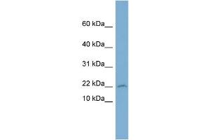 WB Suggested Anti-PTGES3 Antibody Titration: 0.