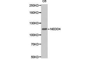 Western Blotting (WB) image for anti-Neural Precursor Cell Expressed, Developmentally Down-Regulated 4, E3 Ubiquitin Protein Ligase (NEDD4) antibody (ABIN1873867) (NEDD4 anticorps)
