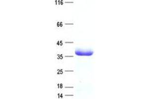 Validation with Western Blot