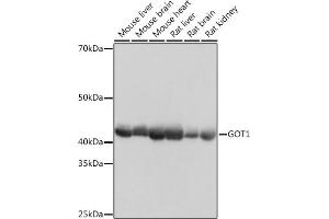 Western blot analysis of extracts of various cell lines, using GOT1 Rabbit mAb (ABIN7267426) at 1:1000 dilution. (GOT1 anticorps)