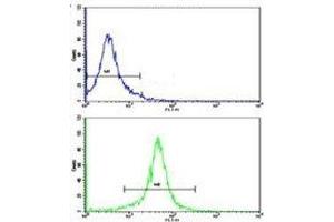 Flow cytometric analysis of K562 cells using g-Actin antibody (green)