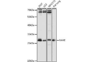 Western blot analysis of extracts of various cell lines, using NAXE antibody (ABIN7265633) at 1:1000 dilution. (APOA1BP anticorps  (AA 48-170))