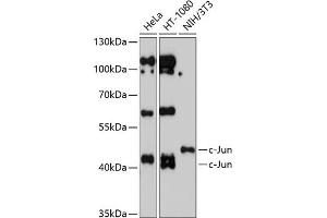 Western blot analysis of extracts of various cell lines, using c-Jun antibody (ABIN3020776, ABIN3020777, ABIN1513116 and ABIN6213718) at 1:1000 dilution.