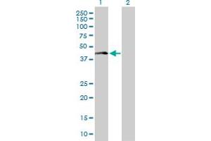 Western Blot analysis of LAIR1 expression in transfected 293T cell line by LAIR1 MaxPab polyclonal antibody. (LAIR1 anticorps  (AA 1-287))