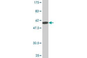 Western Blot detection against Immunogen (58.