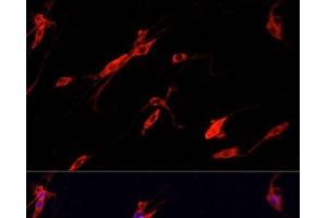 Immunofluorescence analysis of PC-12 cells using ENO2 Polyclonal Antibody at dilution of 1:100.