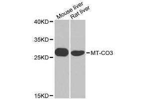 Western blot analysis of extracts of various cell lines, using MT-CO3 antibody. (COX3 anticorps  (AA 1-100))