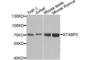 Western blot analysis of extracts of various cells, using STXBP2 antibody. (STXBP2 anticorps)