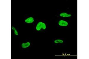 Image no. 3 for anti-Transcription Elongation Factor A (SII), 3 (TCEA3) (AA 1-349) antibody (ABIN598961) (TCEA3 anticorps  (AA 1-349))